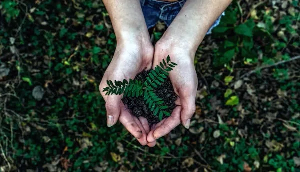 手と植物の新芽